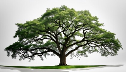 Canvas Print - beautiful green tree isolated on white background no shadow under the tree jpg file of a beautiful oak tree with lush foliage photo realistic hyperrealistic high resolution