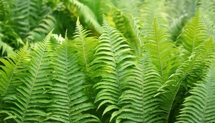 Wall Mural - botanical background with green fern leaves ai generated