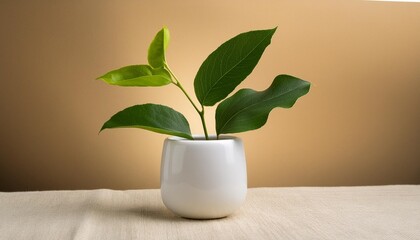 Canvas Print - a green plant with vibrant leaves beautifully displayed in a white vase on a transparent background