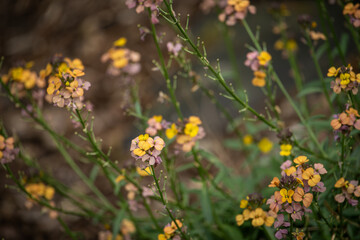 Canvas Print - Flowers of the Trizel plant on a stem.