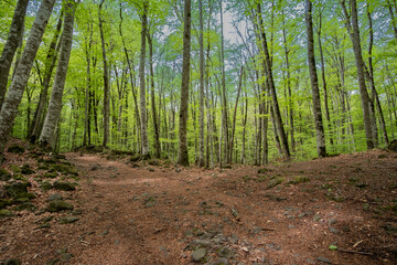 Wall Mural - Beautiful green beech forest landscape with a brown volcanic gravel ground