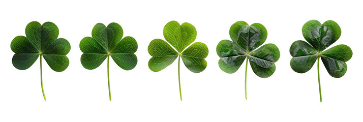 Collection set of green lucky clover and shamrock isolated on transparent background, Saint Patrick day celebration symbol, png file
