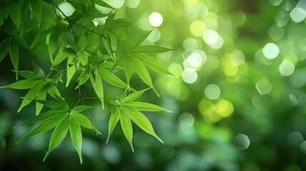 Wall Mural - Green Leaf Bokeh Background