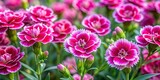 Mini carnation Pink Kisses, Dianthus Pink Kisses flowers blooming in a garden setting, mini carnation, pink kisses, Dianthus