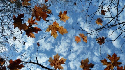 Autumn tree leaves silhouetted against the sky