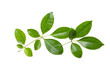 © Linggakun - lime leaves isolated on transparent background