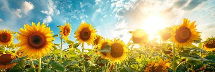 a field of bright yellow sunflowers blooms under a clear blue sky at noon. the sun shines brightly, 