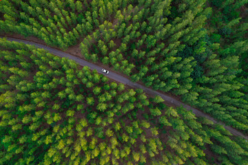 Canvas Print - Aerial view of dark green forest road and white electric car Natural landscape and elevated roads Adventure travel and transportation and environmental protection concept