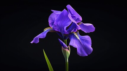 Wall Mural - Purple  iris  flower  on black isolated background with clipping path Closeup For design Nature : Generative AI