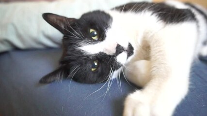 Wall Mural - A black and white cat is laying on a blue surface. The cat has a green eye and is looking at the camera.