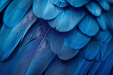 Wall Mural - beautiful blue color fashion background with close up of parrot feathers in dark and light, abstract
