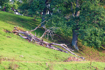 Canvas Print - Oak grove with a fallen tree on a slope