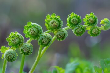 Wall Mural - Beautiful Close Up View Of Fresh Green Young Wild Ferns Plantation Bud In Spiral Form With Shallow Depth