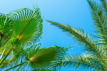 Green palm tree in summer blue sky with copy space background.