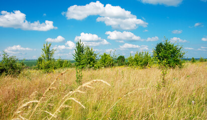 Wall Mural - green meadow and blue sky with clouds in summer