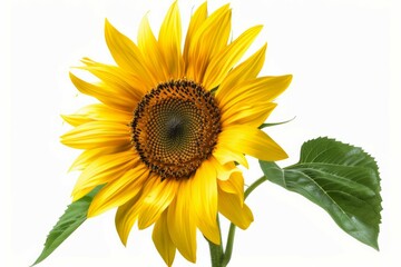 Canvas Print - Sunflower against white background