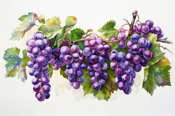 Sticker - Purple Grapes Watercolor: grapes