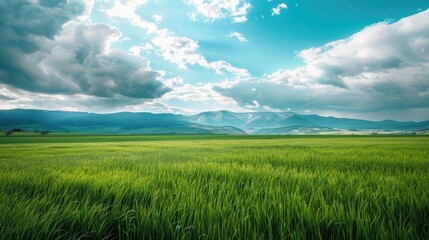 Poster - green field and blue sky