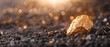 © Seksan - A shiny gold nugget resting on a bed of dark soil and gravel