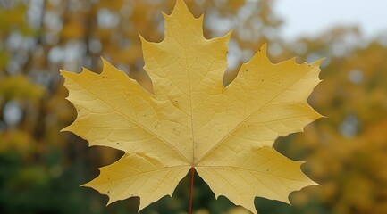 Wall Mural - autumn a leaves