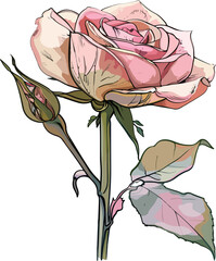 Wall Mural - rose vector illustration isolated on transparent background. 
