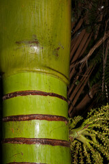 Poster - Green trunk of nikau palm with seed head on side