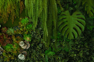 Wall Mural - Nature leaves, green tropical forest, backgound concept