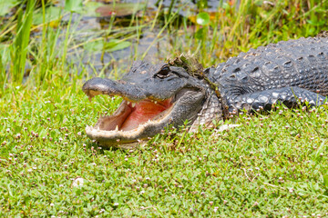 Wall Mural - American alligator with mouth open in vegetation on edge of swamp