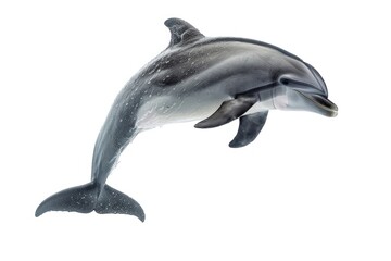 Wall Mural - dolphin isolated on white background