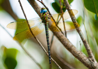 Blue dragonfly