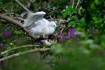 Poster - Little egret // Seidenreiher (Egretta garzetta) - Greece