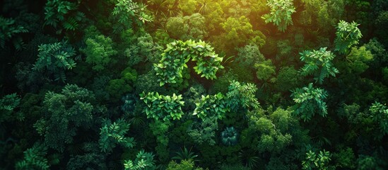 Poster - Green Leaves forming a Heart Shape in the Forest