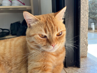 Naklejka na meble Close-up of a relaxed ginger cat sitting by a window, basking in the sunlight on a cozy afternoon.