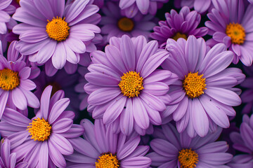 Sticker - Aster flower bed, with light purple flowers and yellow centers, many blooming in the garden, full of vitality and beauty. Top view angle, natural light, macro photography