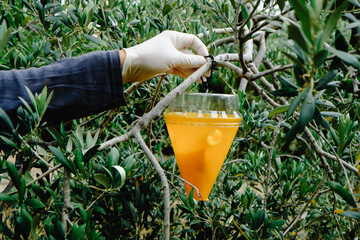 Wall Mural - wears gloves to place a trap for flies on an olive tree