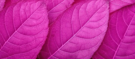 Wall Mural - Intricate Texture of Magenta Leaves