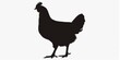 © xartproduction - silhouette of chicken on a white background