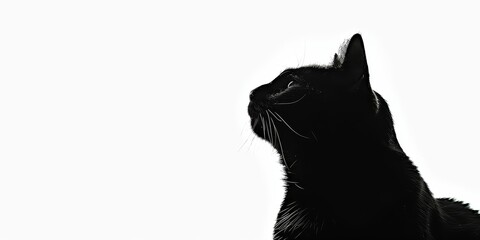 Poster - silhouette of kitten on a white background