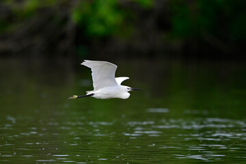 Poster - Seidenreiher // Little egret (Egretta garzetta)