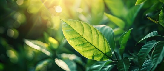 Aufkleber - A close up view of a green leaf in sunlight with natural green plants creating a backdrop ideal for a copy space image