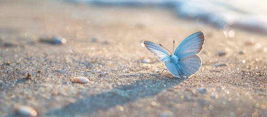 Poster - A tiny light blue butterfly shaped seashell on the damp sand with a blank space for adding an image. with copy space image. Place for adding text or design