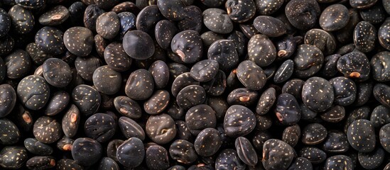 Poster - Close up of urad dal also known as black gram or vigna mungo against a background with available space for text. with copy space image. Place for adding text or design