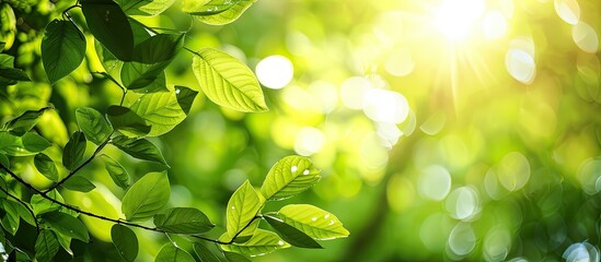 Wall Mural - Blurry background featuring sunlight shining on green leaves with copy space image