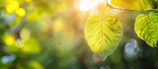 Wall Mural - Sunlit green leaf in nature with blurred background and copy space image for text