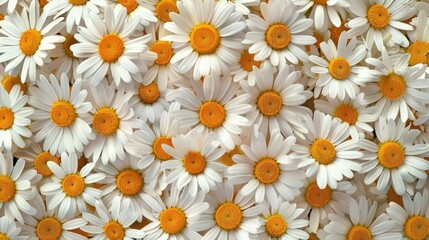 Poster - Background filled with many daisies