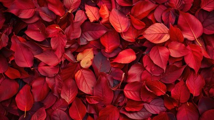 Poster - Background of fall with crimson leaves