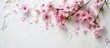 © vxnaghiyev - A floral arrangement with spring cherry blossoms set against a white backdrop creates a lovely copy space image