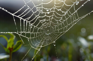 Glistening Spider Web