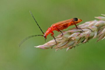 Soldier beetle