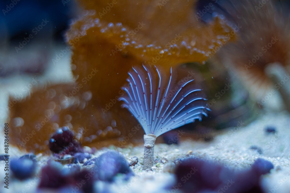Bispira feather duster worm move tentacles, clean-up crew pet hunt for ...